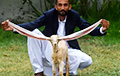 В Пакистане родился козленок с размахом ушей один метр