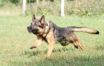 Бойцы полка Калиновского показали тренировки с боевыми собаками