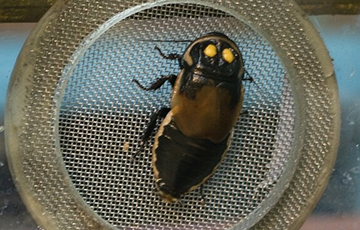 Белорусы могут встретиться с тараканом-автомобильчиком