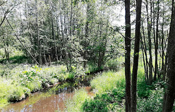 В Минском районе просел мост недалеко от водохранилища Крылово