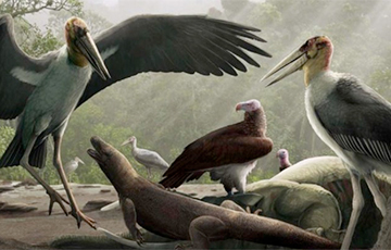 Ученые: Гигантские аисты жили рядом с «хоббитами» и отнимали у них еду