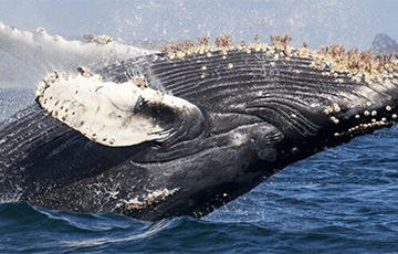В Калифорнии кит заглотил двух женщин