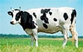 Чиновник в Витебской области скрыл падеж более 800 коров