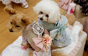 В Японии придумали костюмы с вентиляторами, чтобы кошки и собаки не перегрелись в жару