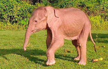В Мьянме родился редкий белый слон с необычными глазами и спиной