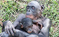 Ученые: Бонобо проявляют эмоции как человеческие дети