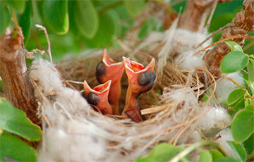 Ученые: Раннее развитие птиц очень похоже на динозавров