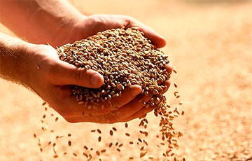 В Кобринском районе закопали в землю девять тонн зерна