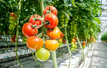 35 Tons Of Infected Belarusian Tomatoes Returned From Russia