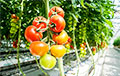 35 Tons Of Infected Belarusian Tomatoes Returned From Russia