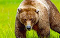 В Турции медведь «опьянел», отведав галлюциногенного меда