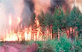 Больше половины сгоревших лесов в мире пришлись на Россию