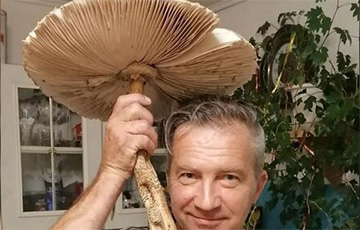 В Вилейке прямо в городе нашли гигантский гриб-зонтик