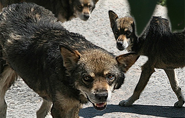 Стая собак или волков терроризирует деревни Лидского района