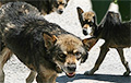 Стая собак или волков терроризирует деревни Лидского района