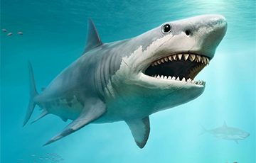 В США нашли гигантские зубы 50-метровой акулы