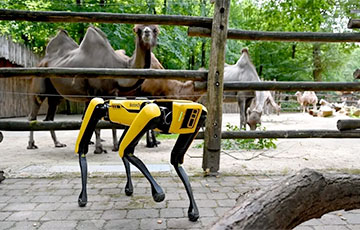В Мюнстерский зоопарк поселили роботизированное животное