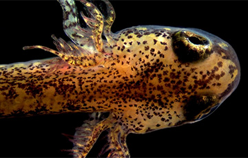 Ученые нашли амфибию, легкие которой таинственным образом исчезают