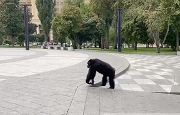 В Харькове из зоопарка сбежала шимпанзе: назад приехала на велосипеде