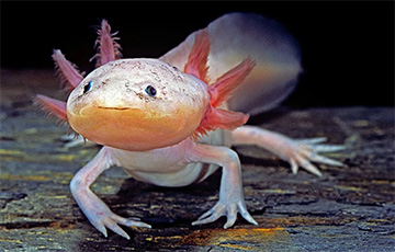 Ученые рассказали о животном, которое может заново вырастить мозг