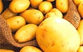 Замеченный в Минске украинский картофель оказался пакистанским