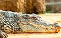 В Зимбабве охотник поймал огромного крокодила весом 450 кг