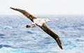 Ученые рассказали, почему альбатросы не любят «хлюпиков»
