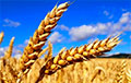 Беларусь ждет дефицит зерна?