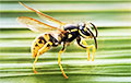 Belarusian Died After Being Stung By Unknown Insect