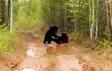 В Белыничском районе медведи преградили дорогу трактористу