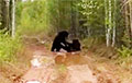 В Белыничском районе медведи преградили дорогу трактористу