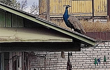 В Вилейке сутки искали павлина, а потом ловили его по крышам домов