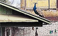В Вилейке сутки искали павлина, а потом ловили его по крышам домов