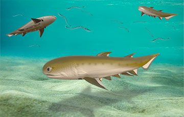 Ученые нашли акулу, которая может оказаться старейшим предком человека