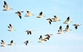 Ученые выяснили, какая птица является самой быстрой на Земле