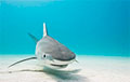 Па вуліцах Флорыды плавала акула