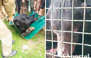 После бегства россиян бойцы ВСУ обнаружили под Лиманом контуженного медведя