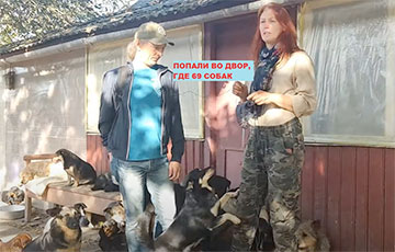 Дом-будка, бассейн и 69 собак: как белоруска изменила свою жизнь ради животных