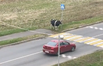 Ролік з каровай са Жлобіна скарыў TikTok