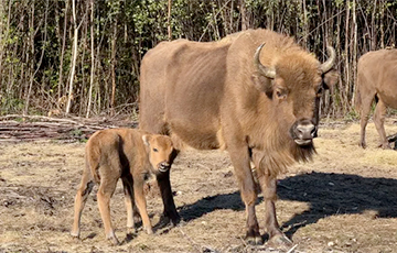 В Великобритании впервые за тысячелетие родился дикий зубр