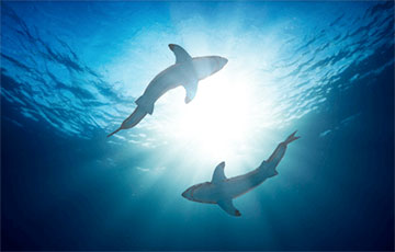 Ученые впервые встретили светящуюся в темноте акулу