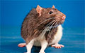 Ученые рассказали об эмпатии среди крыс