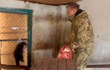 Появилось видео, как командование РФ лично ворует енотов из зоопарка в Херсоне