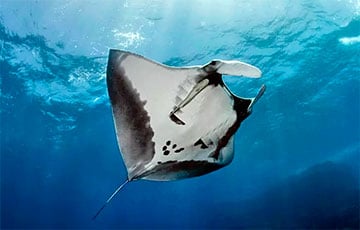 У берегов Эквадора нашли самую большую популяцию «краснокнижных» скатов