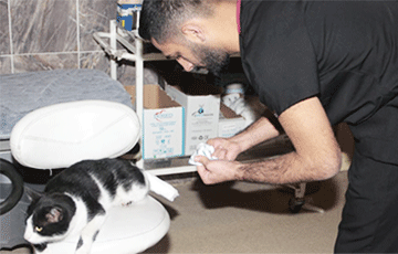 Поступок дня: в Турции кот сам пришел на прием к врачу