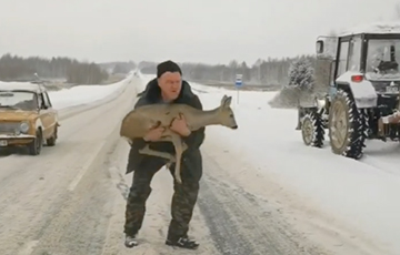 Тракторист спас косулю, которая испугалась на скоростной дороге
