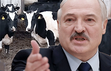 Лукашенко снятся коровы