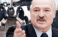 Лукашенко устроил истерику из-за коров
