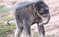 В зоопарке Нью-Йорка на свет появились невероятно редкие слоны-близнецы