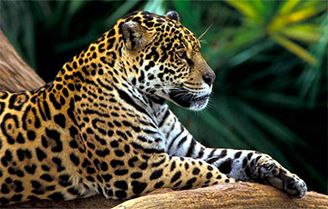 У ягуаров впервые обнаружили «крепкую мужскую дружбу»